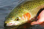 john day river steelhead fly fishing oregon